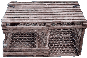 Flat Top Lobster Trap